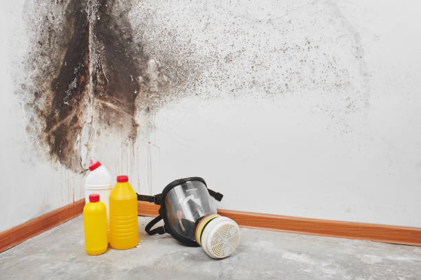 Mold Removal and Inspection in Woodbury, TN