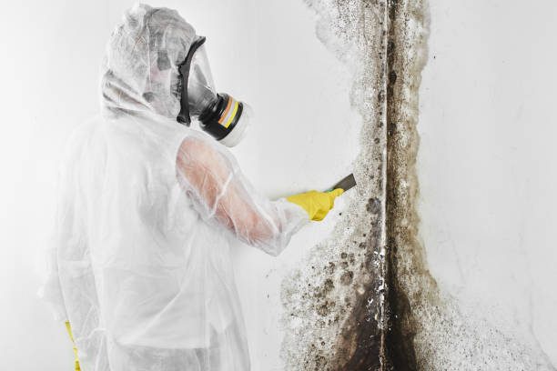 Best Residential Mold Removal  in Woodbury, TN