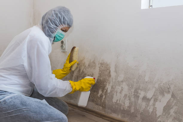 Best Mold Testing and Removal  in Woodbury, TN