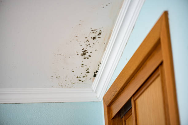 Best Same-Day Mold Removal  in Woodbury, TN