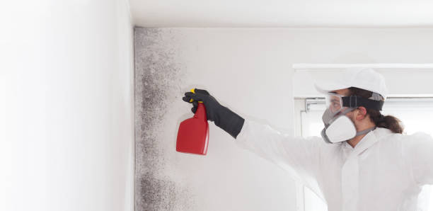 Best Mold Damage Repair  in Woodbury, TN