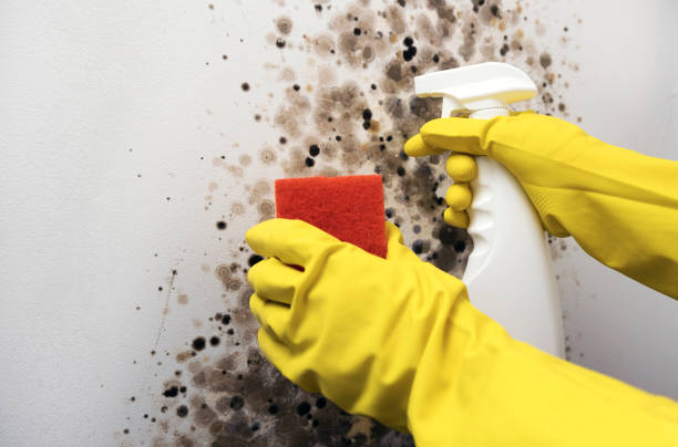 Best Emergency Mold Removal  in Woodbury, TN