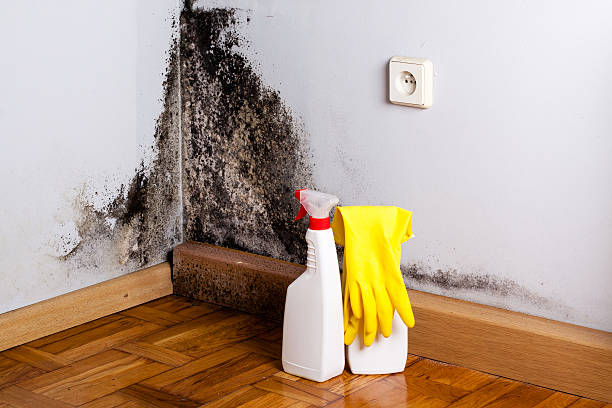 Best Certified Mold Removal  in Woodbury, TN