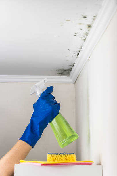 Best Toxic Mold Removal  in Woodbury, TN